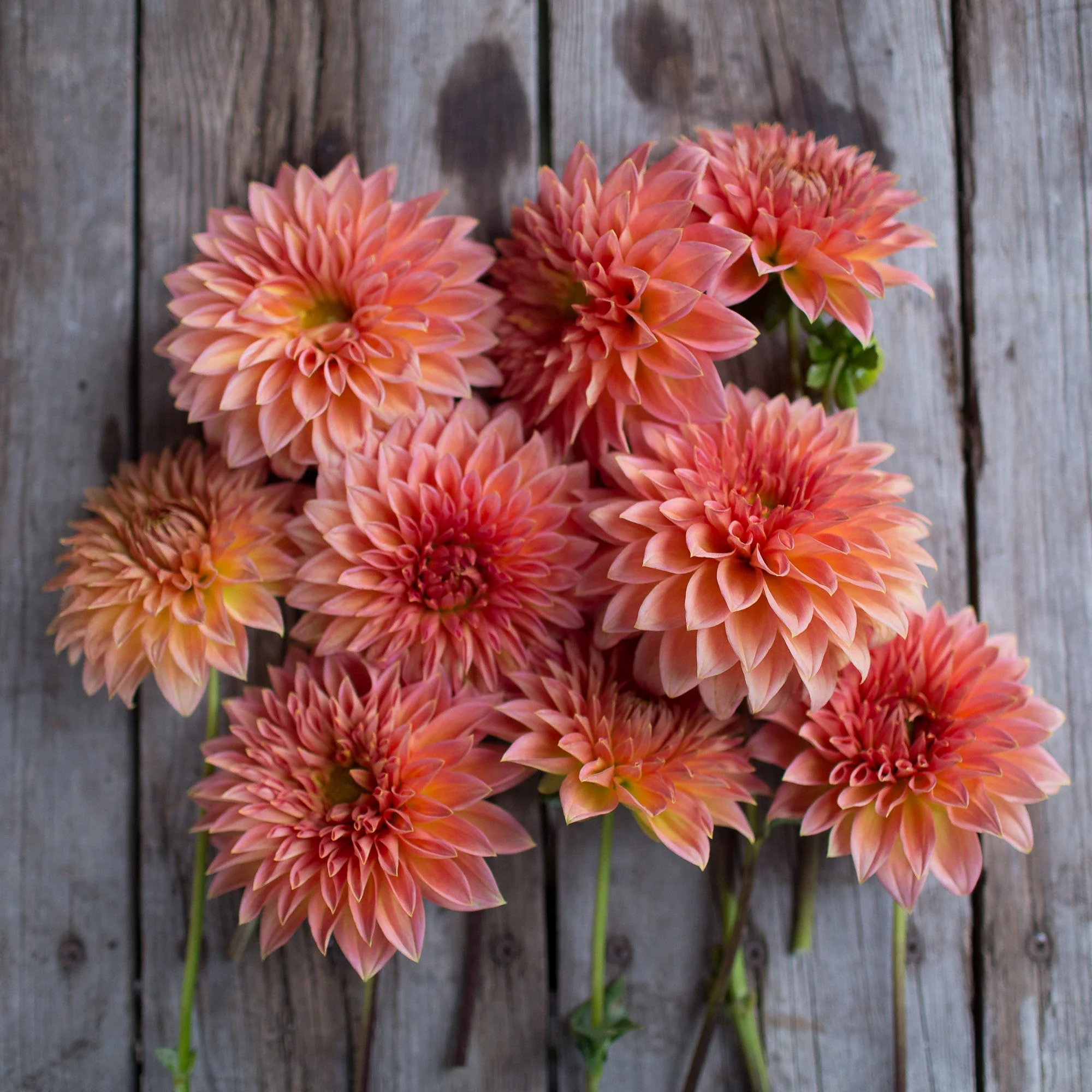 Dahlia Hillcrest Kismet - Image 3