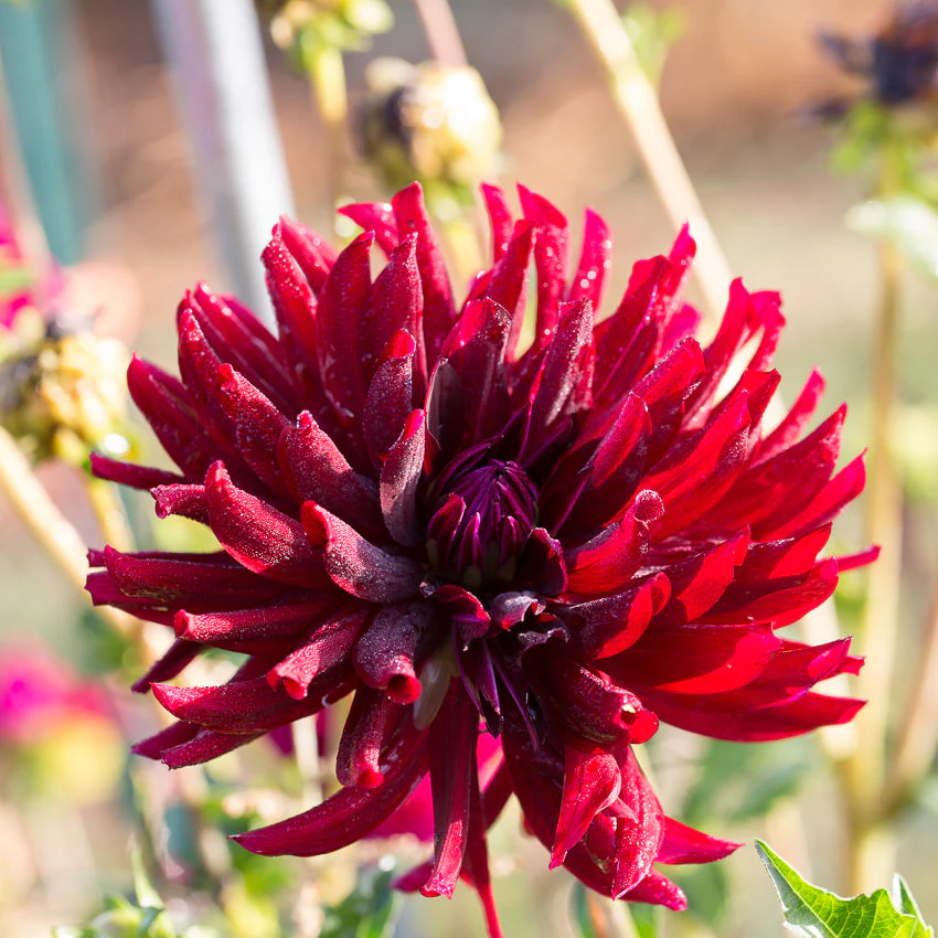 Dahlia Hollyhill Black Beauty - Image 3