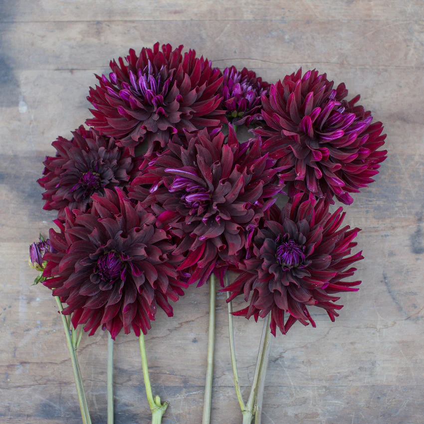 Dahlia Hollyhill Black Beauty - Image 4