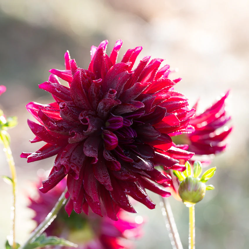 Dahlia Hollyhill Black Beauty - Image 5