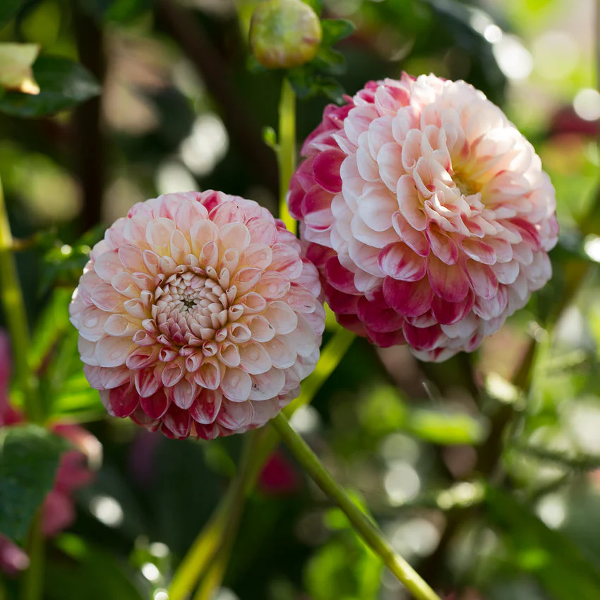 Dahlia Hollyhill Calico - Image 2