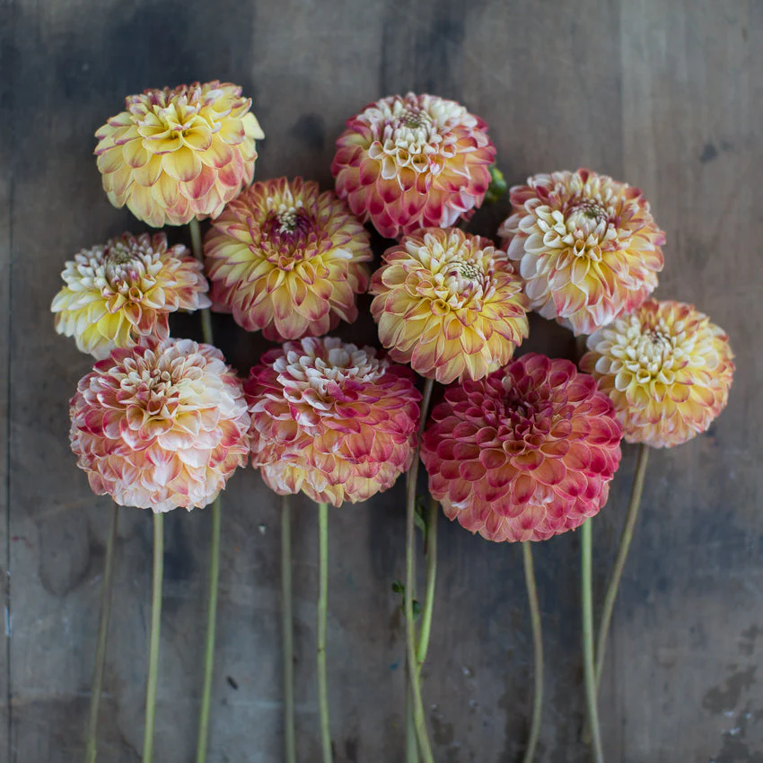 Dahlia Hollyhill Calico - Image 3