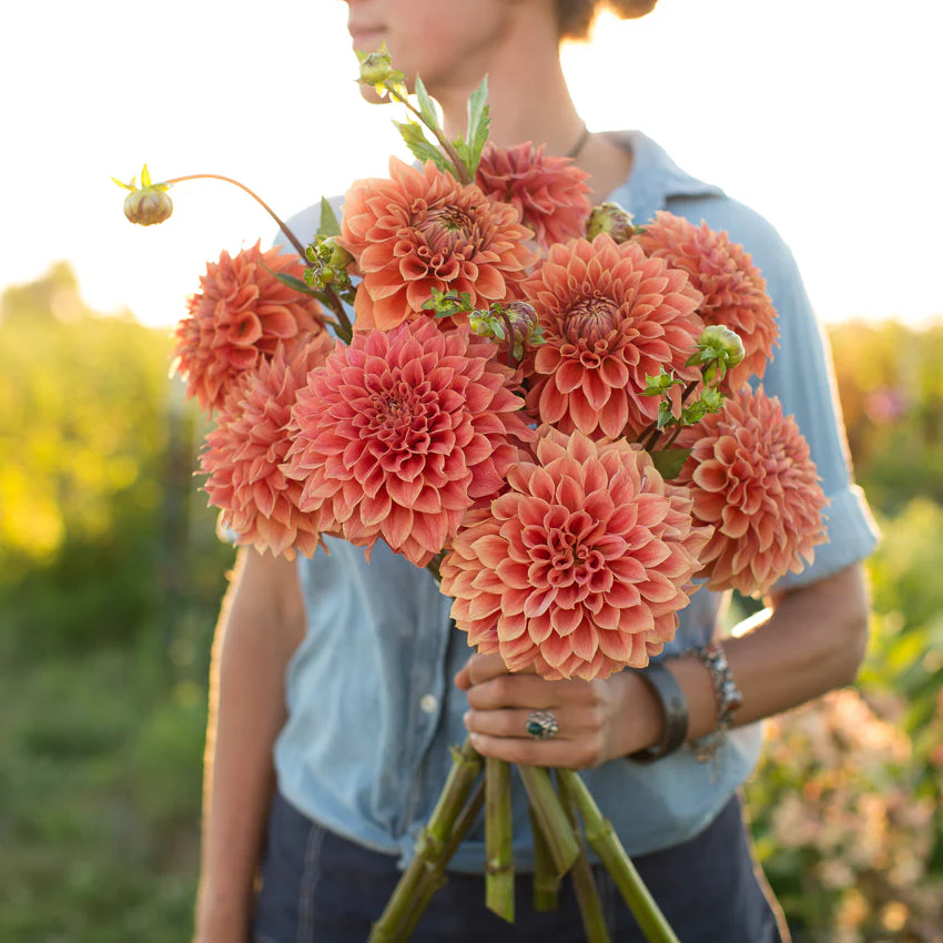 Dahlia Hy Patti