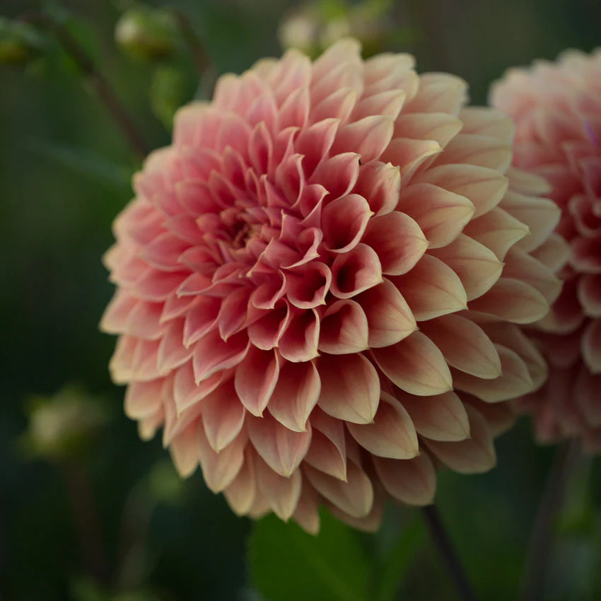 Dahlia Hy Patti - Image 2