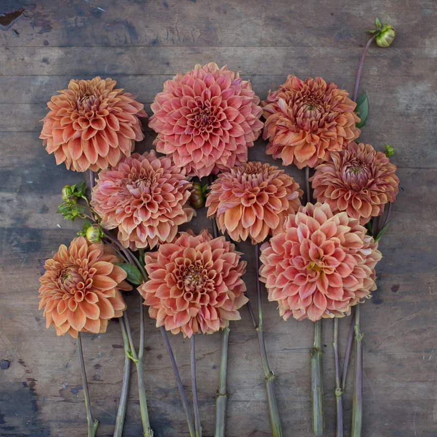 Dahlia Hy Patti - Image 3