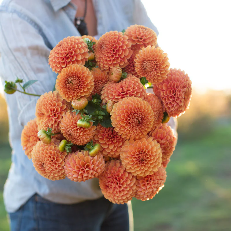 Dahlia Hy Suntan