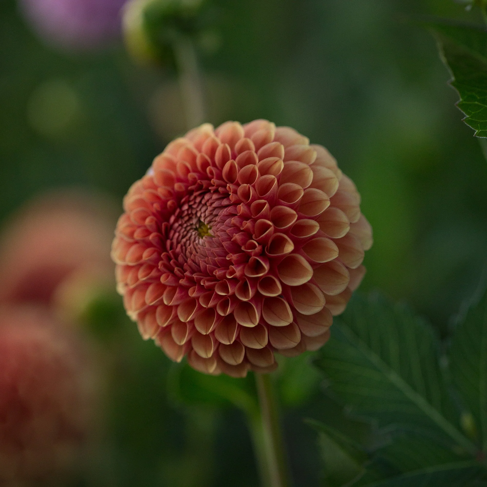 Dahlia Hy Suntan - Image 2
