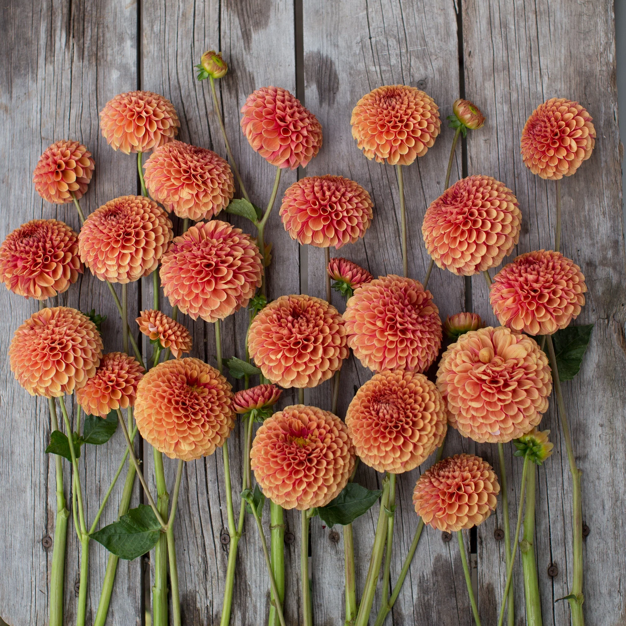 Dahlia Hy Suntan - Image 3