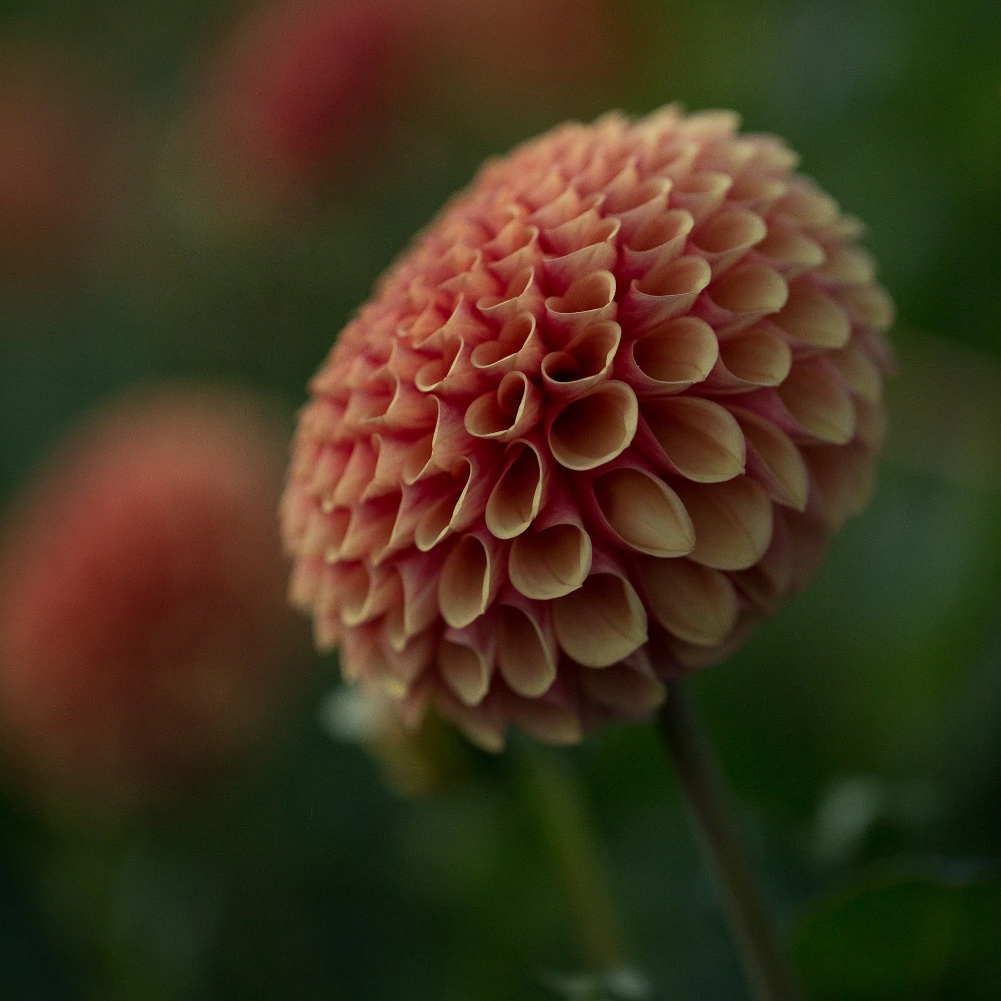 Dahlia Hy Suntan - Image 4