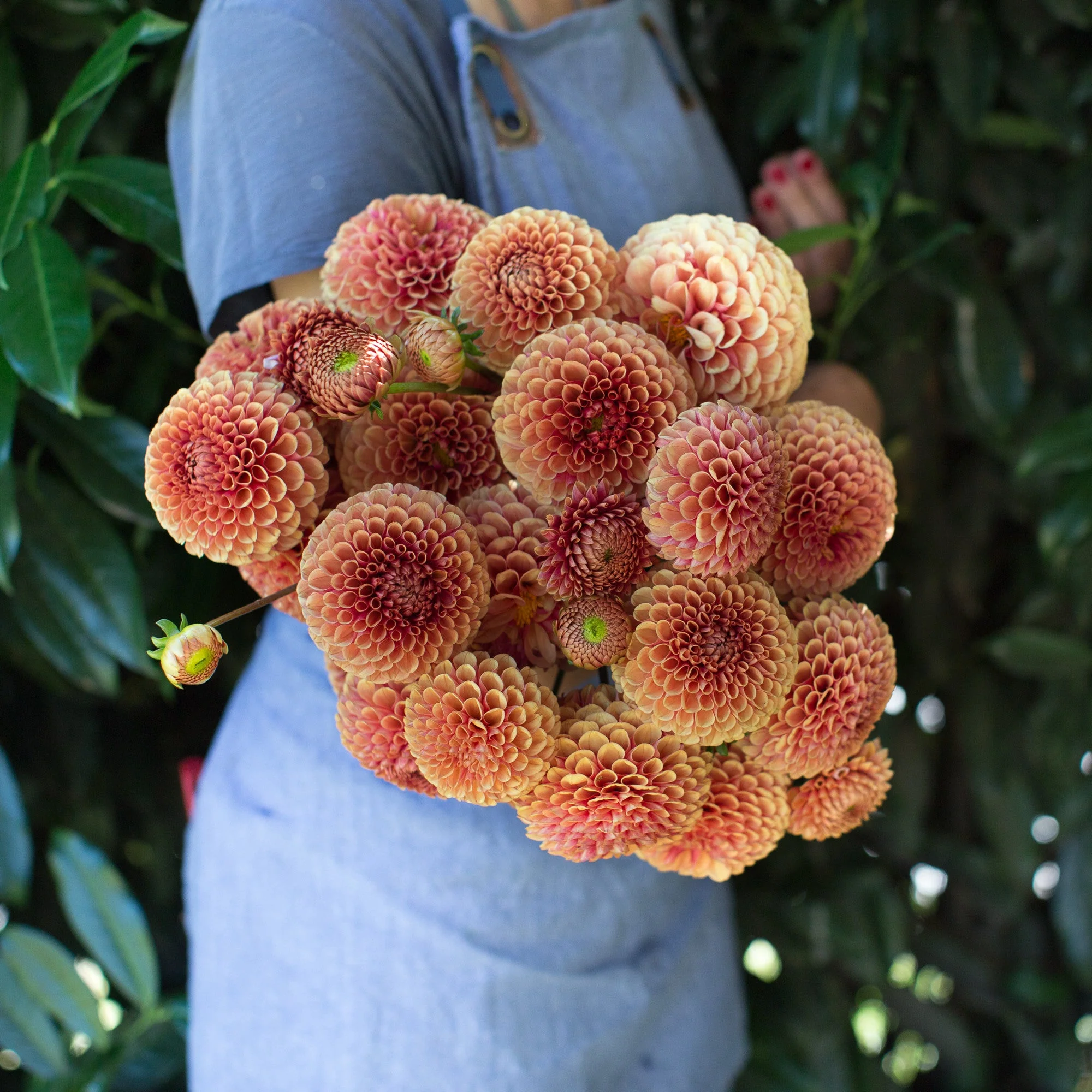 Dahlia Hy Suntan - Image 5