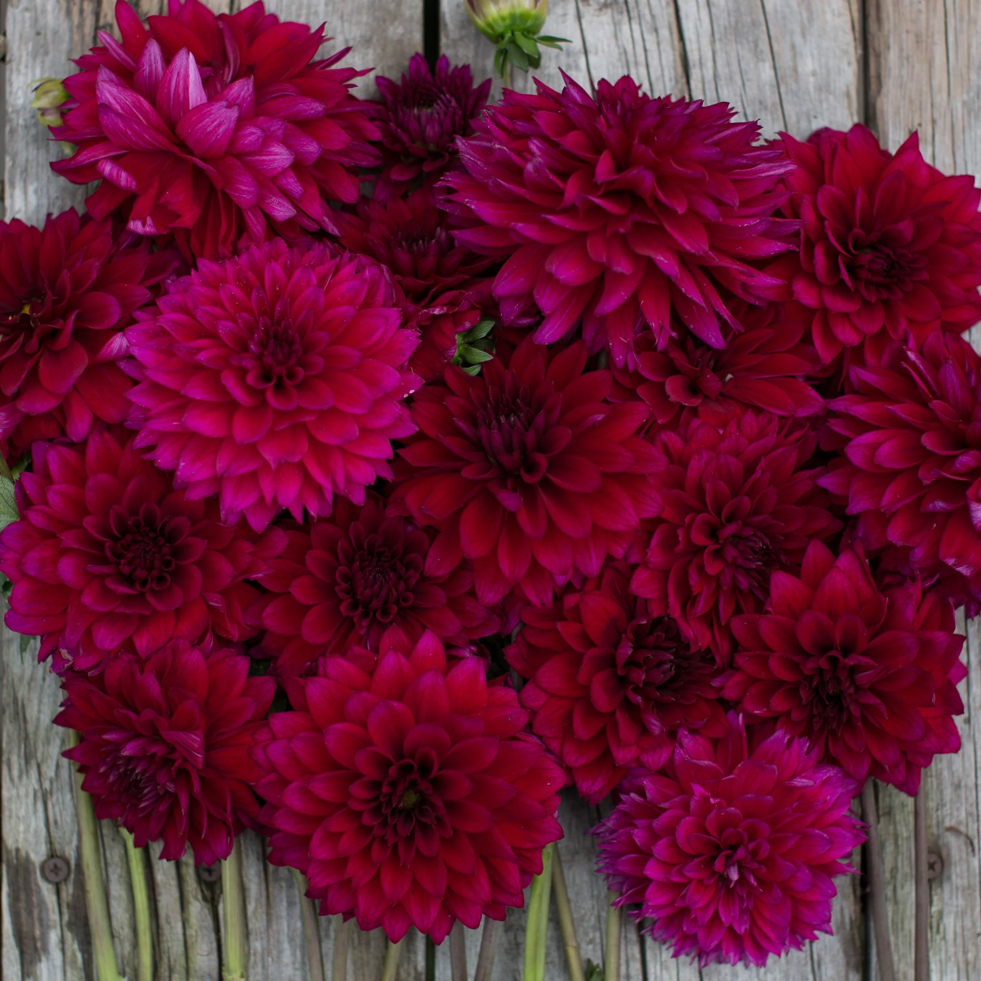 Dahlia Imperial Wine - Image 2