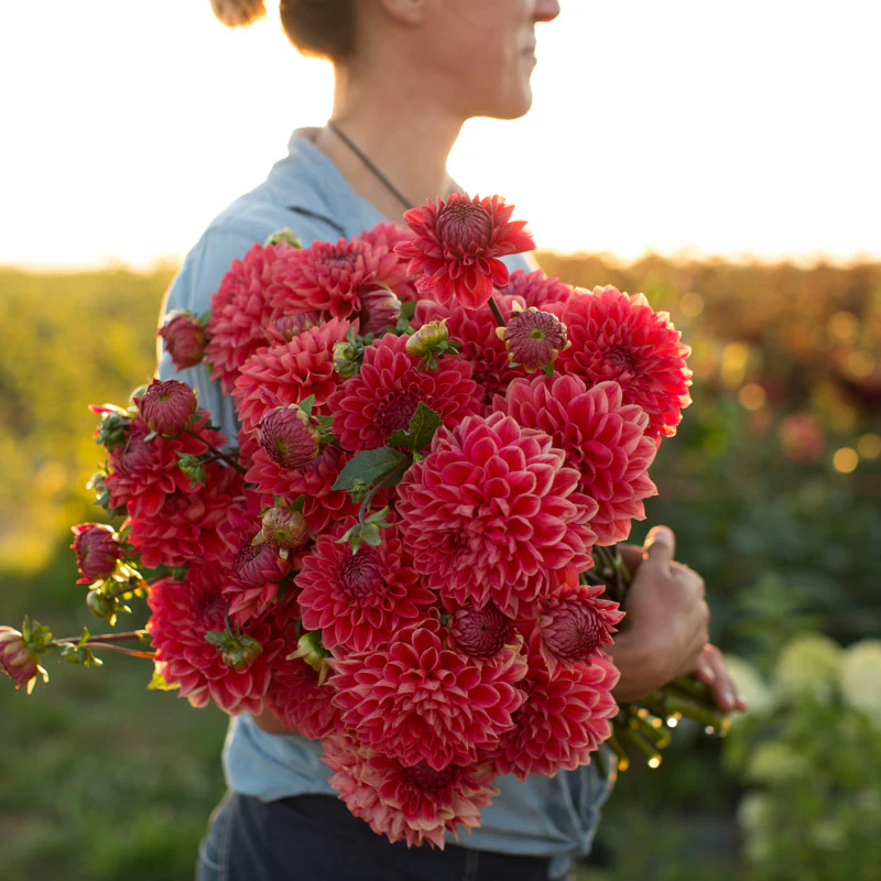 Dahlia Intrigue