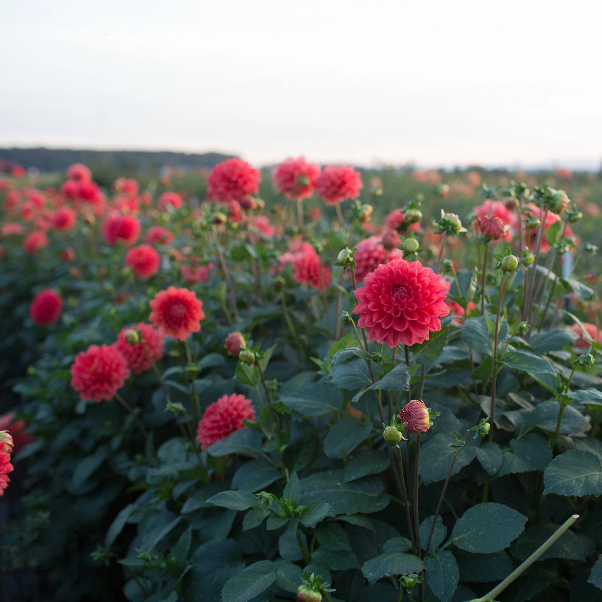 Dahlia Intrigue - Image 2