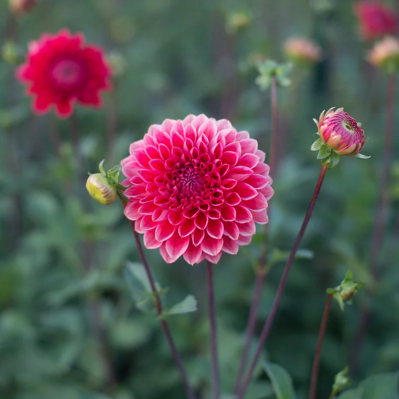 Dahlia Intrigue - Image 3