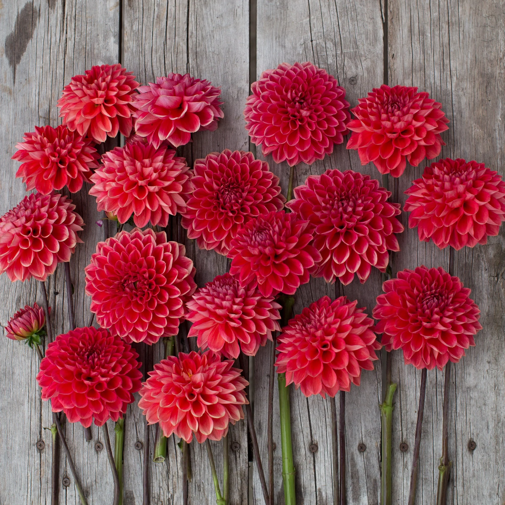 Dahlia Intrigue - Image 4