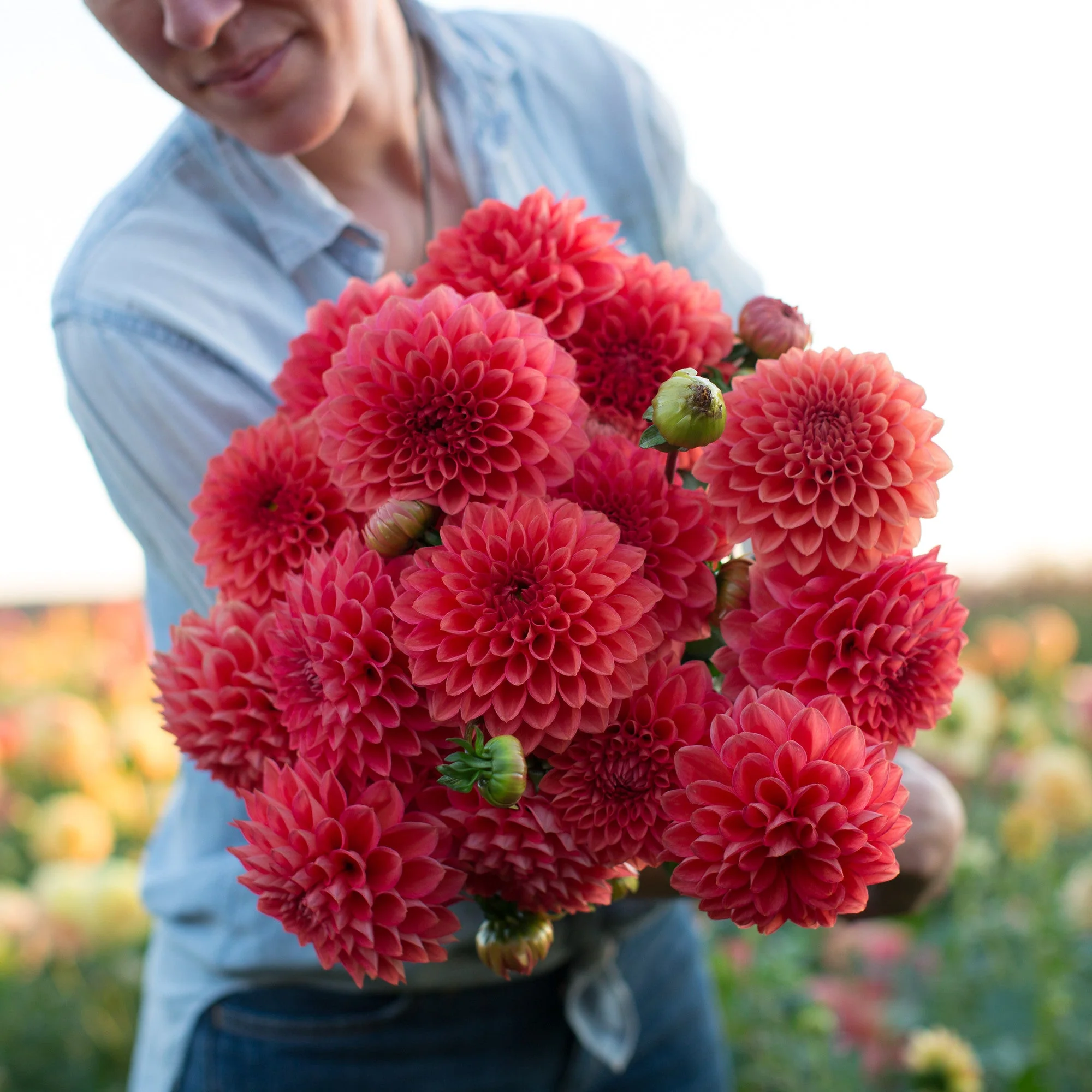 Dahlia Intrigue - Image 5