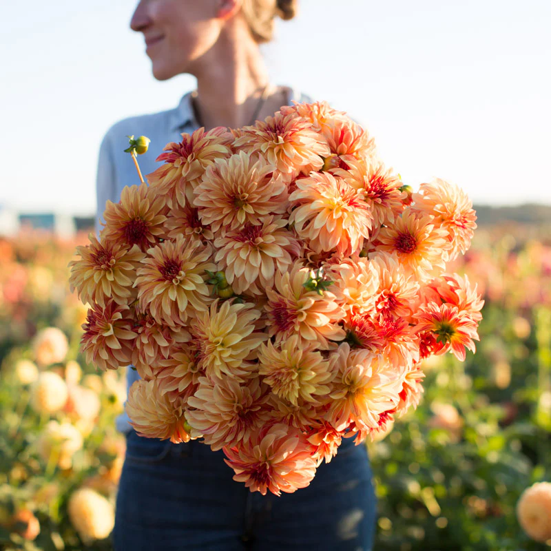 Dahlia Irish Pinwheel