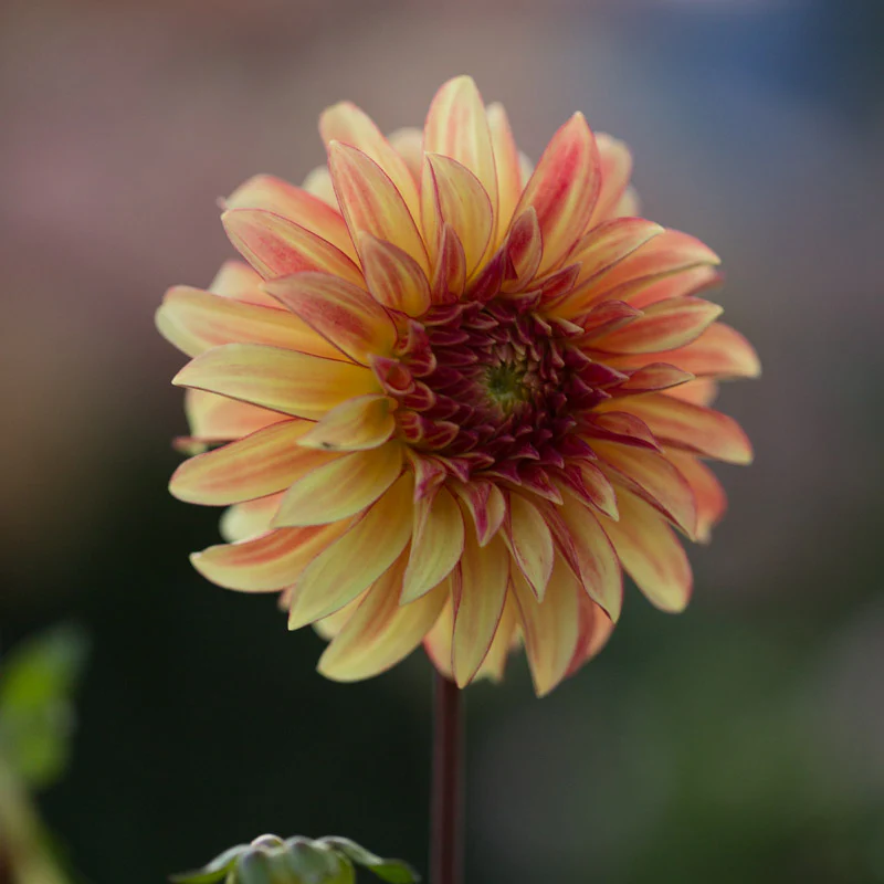 Dahlia Irish Pinwheel - Image 2