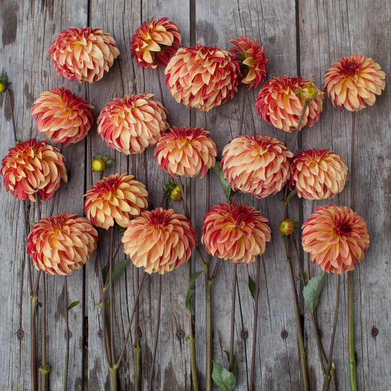 Dahlia Irish Pinwheel - Image 3