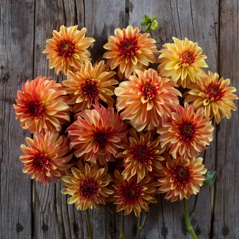 Dahlia Irish Pinwheel - Image 4