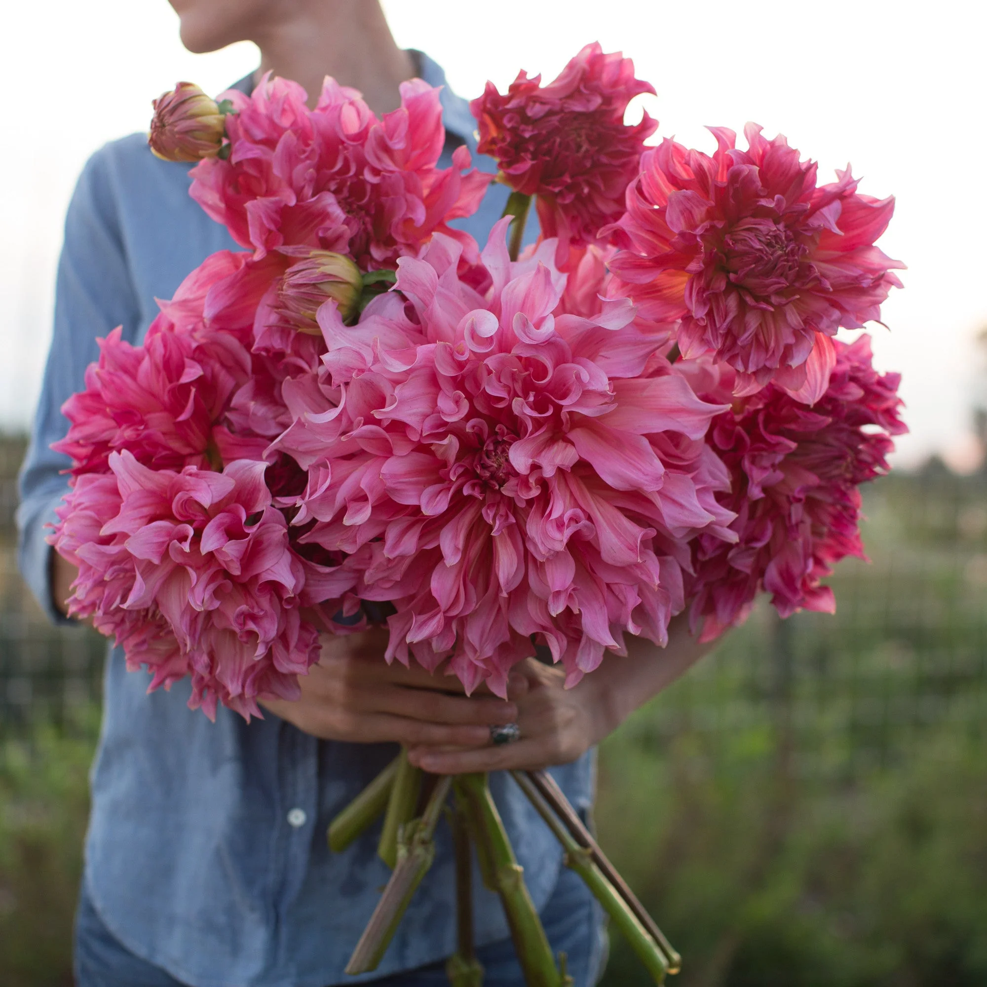 Dahlia Islander