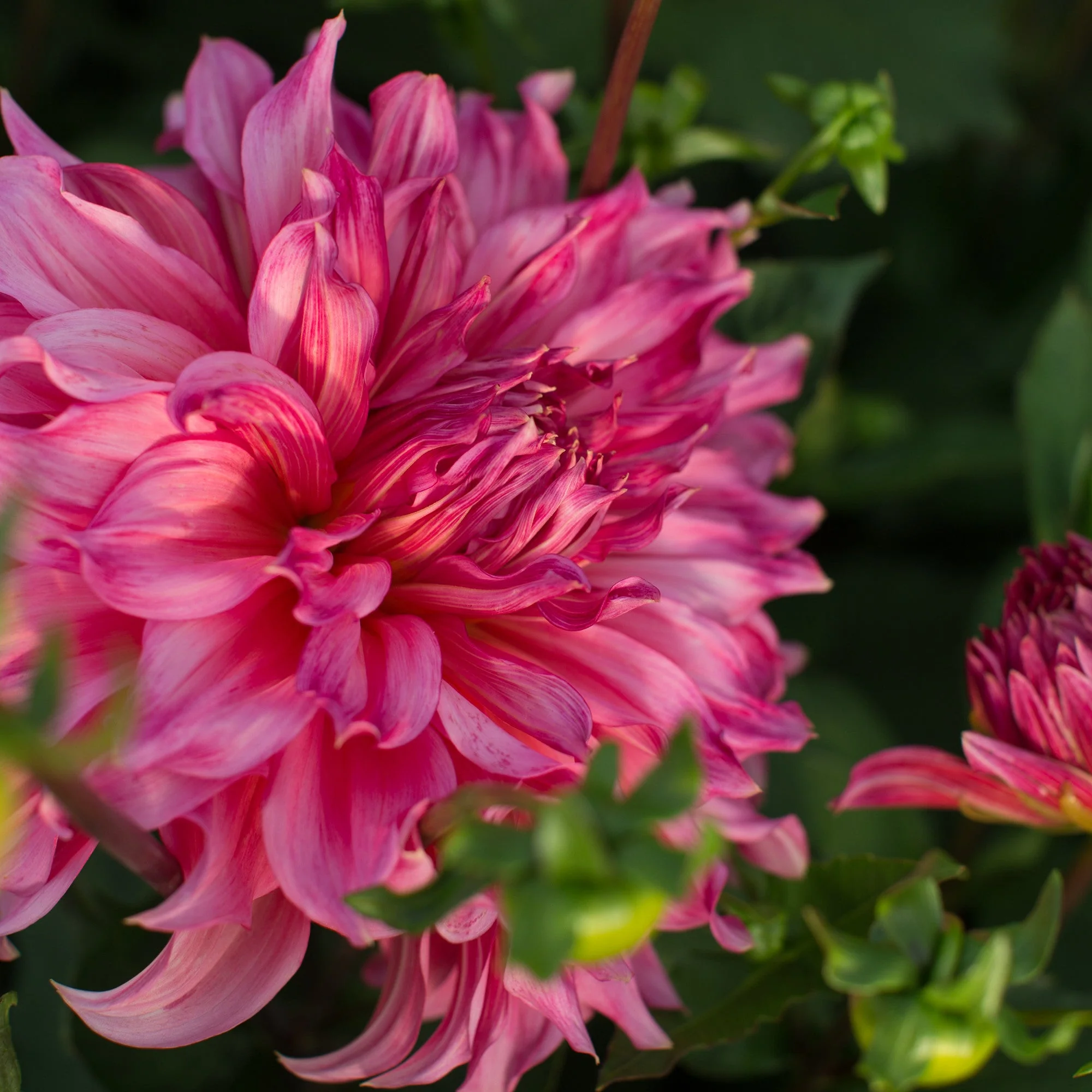 Dahlia Islander - Image 2