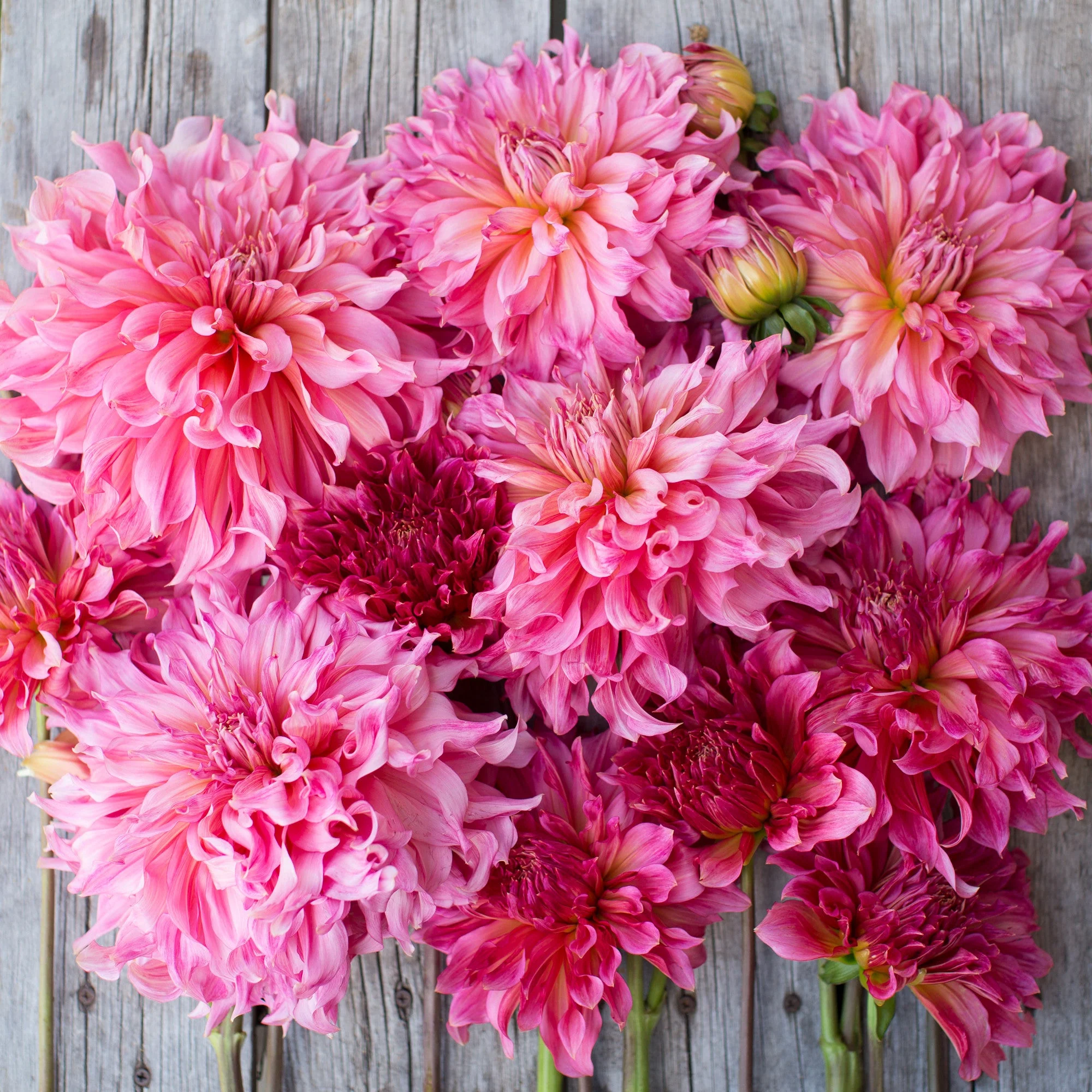 Dahlia Islander - Image 3