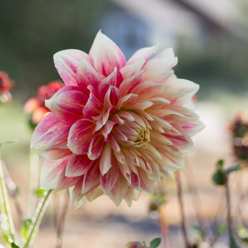 Dahlia Janet Allison - Image 2