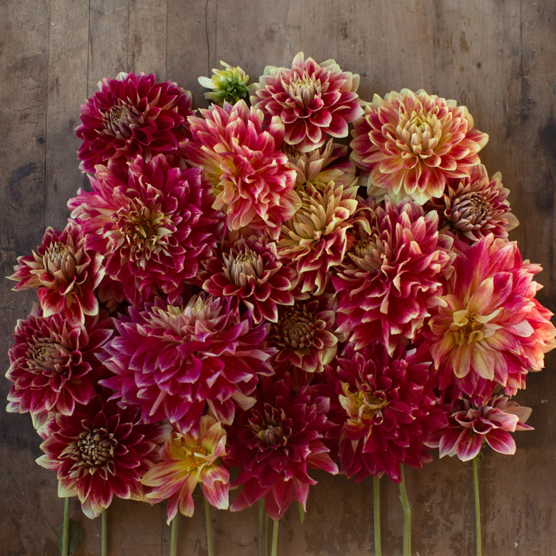 Dahlia Janet Allison - Image 3