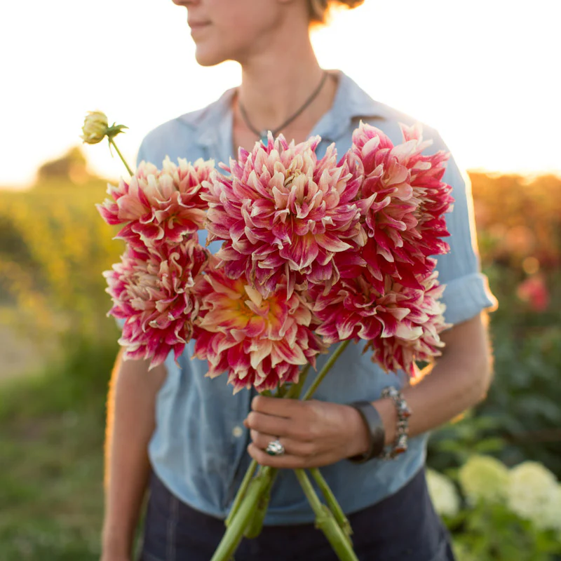 Dahlia Janet Allison - Image 4