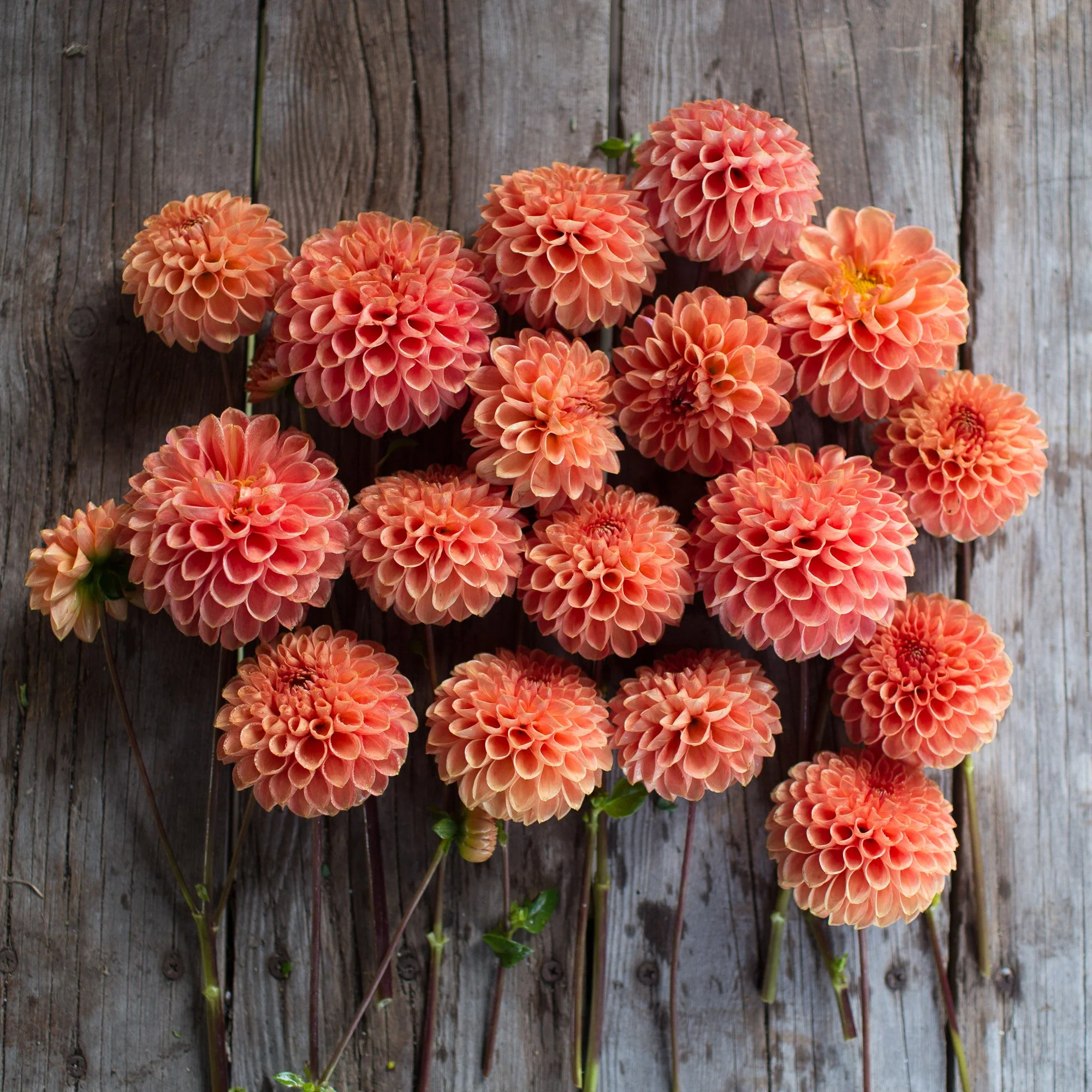 Dahlia Jomanda - Image 3