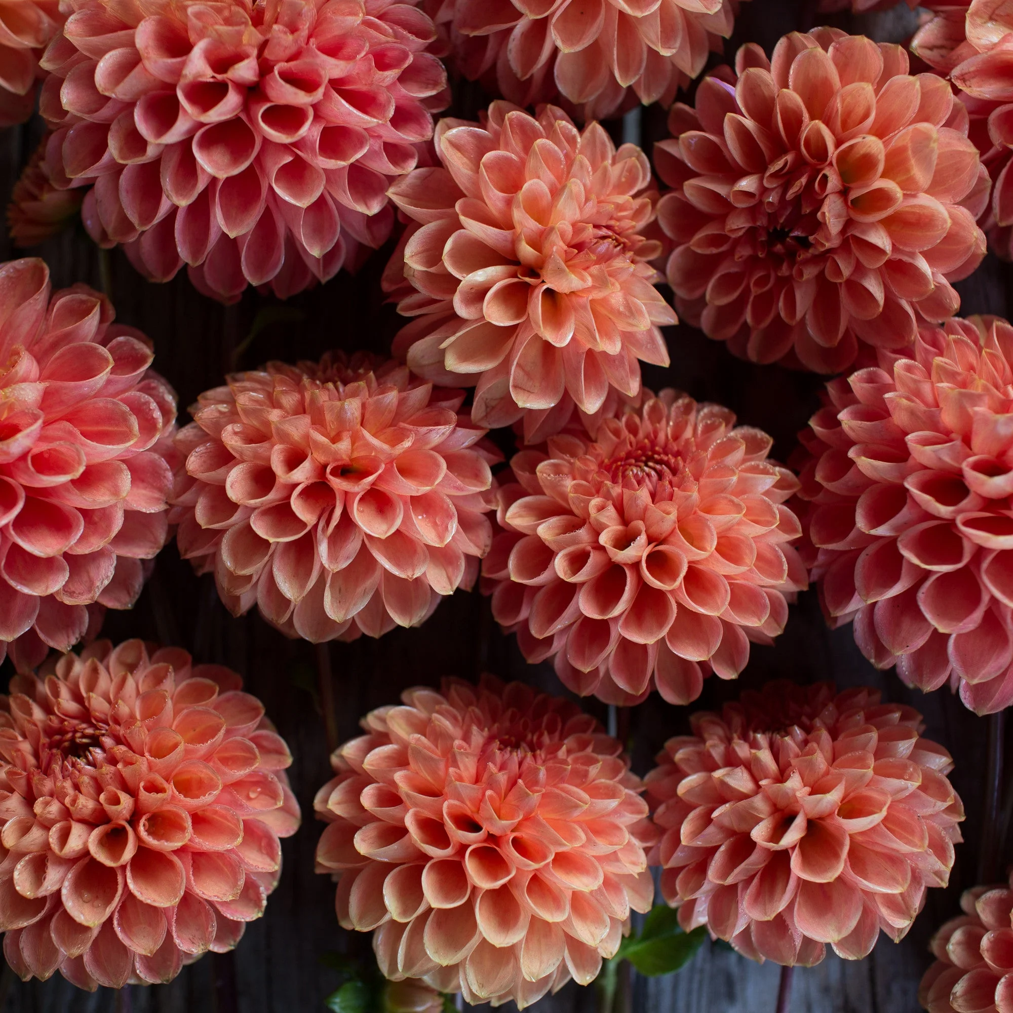 Dahlia Jomanda - Image 4