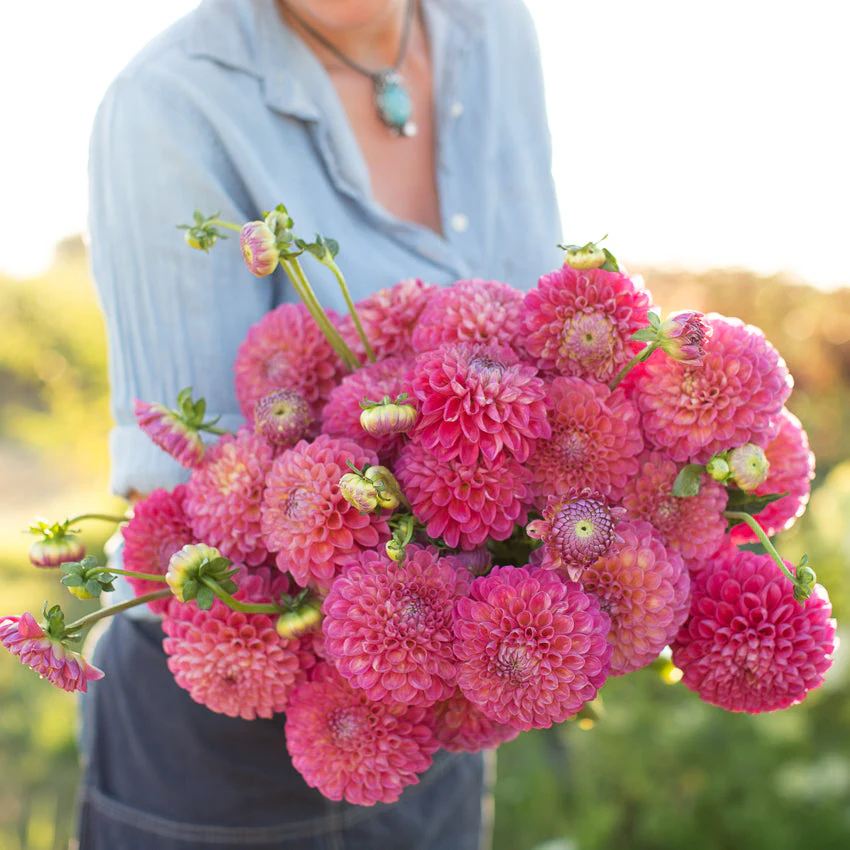 Dahlia Jowey Frambo
