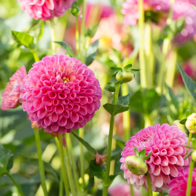 Dahlia Jowey Frambo - Image 2