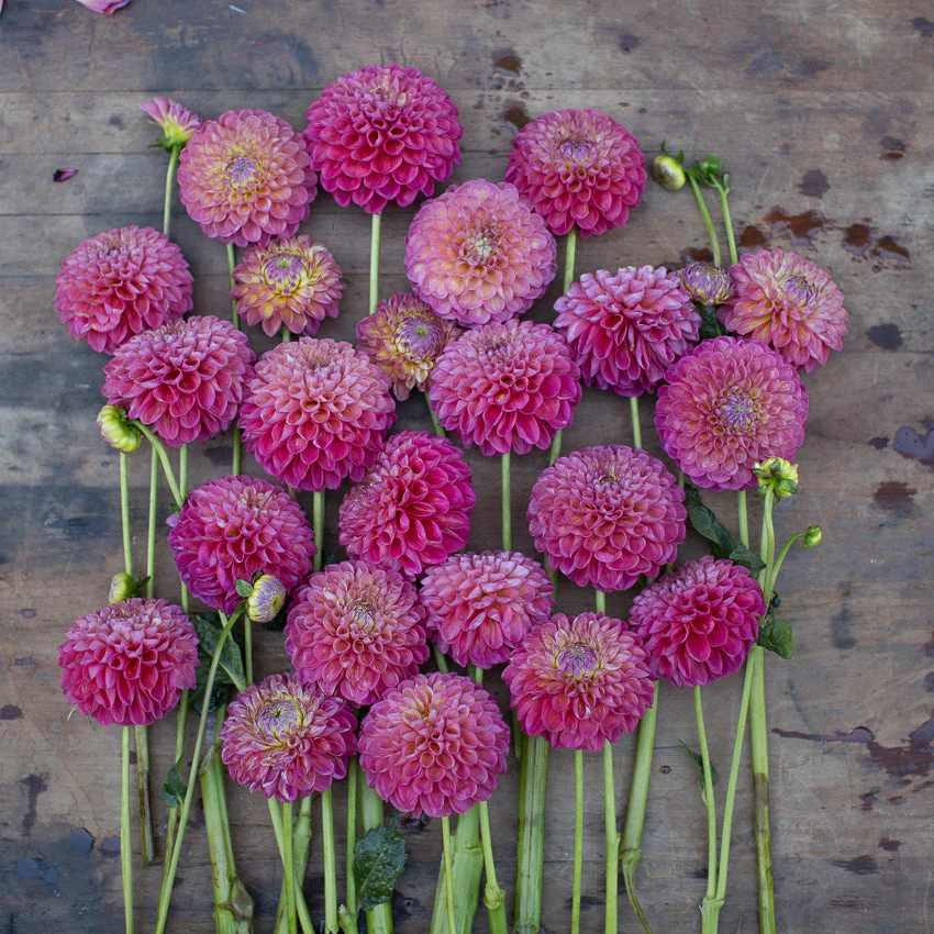 Dahlia Jowey Frambo - Image 3