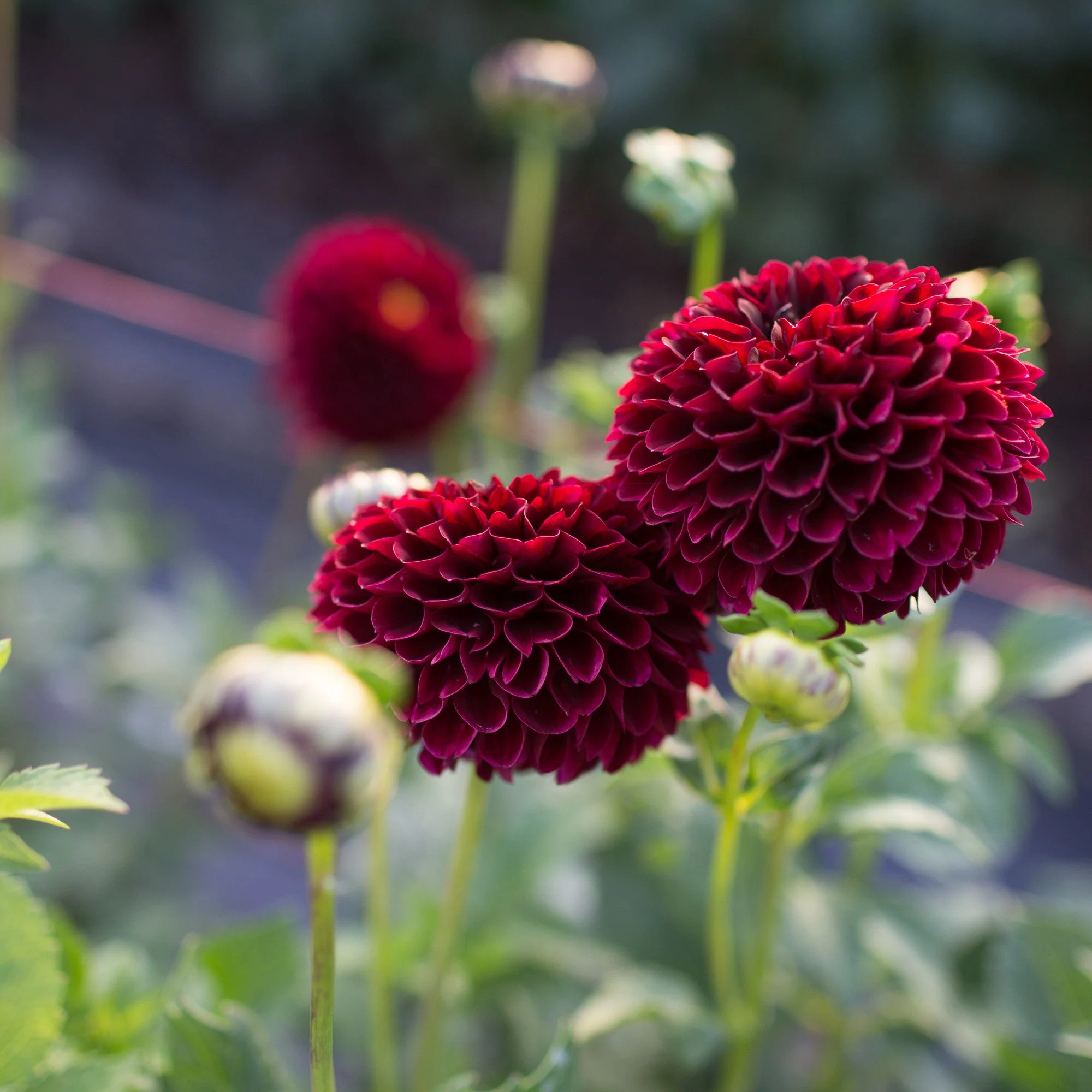 Dahlia Jowey Mirella - Image 2