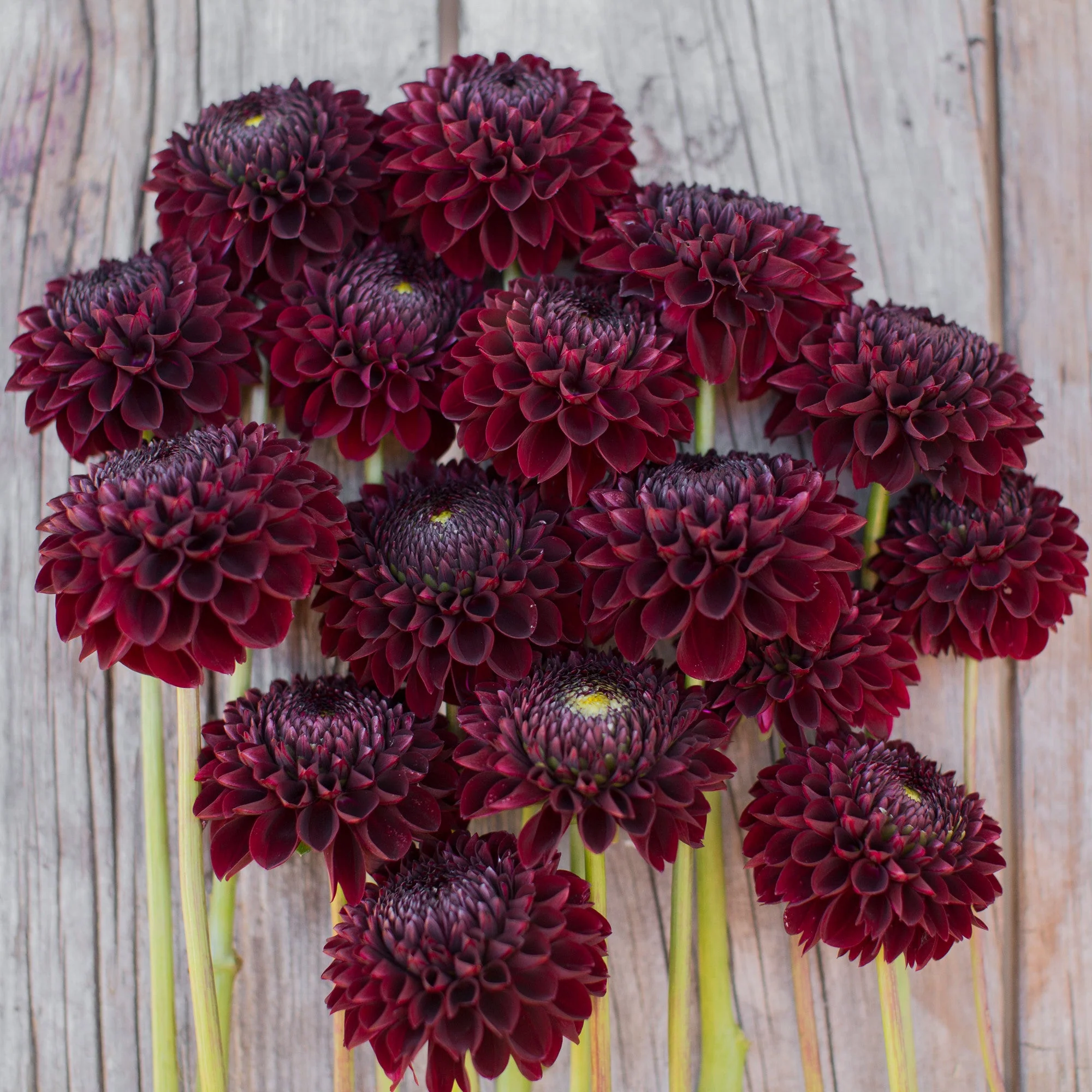 Dahlia Jowey Mirella - Image 3