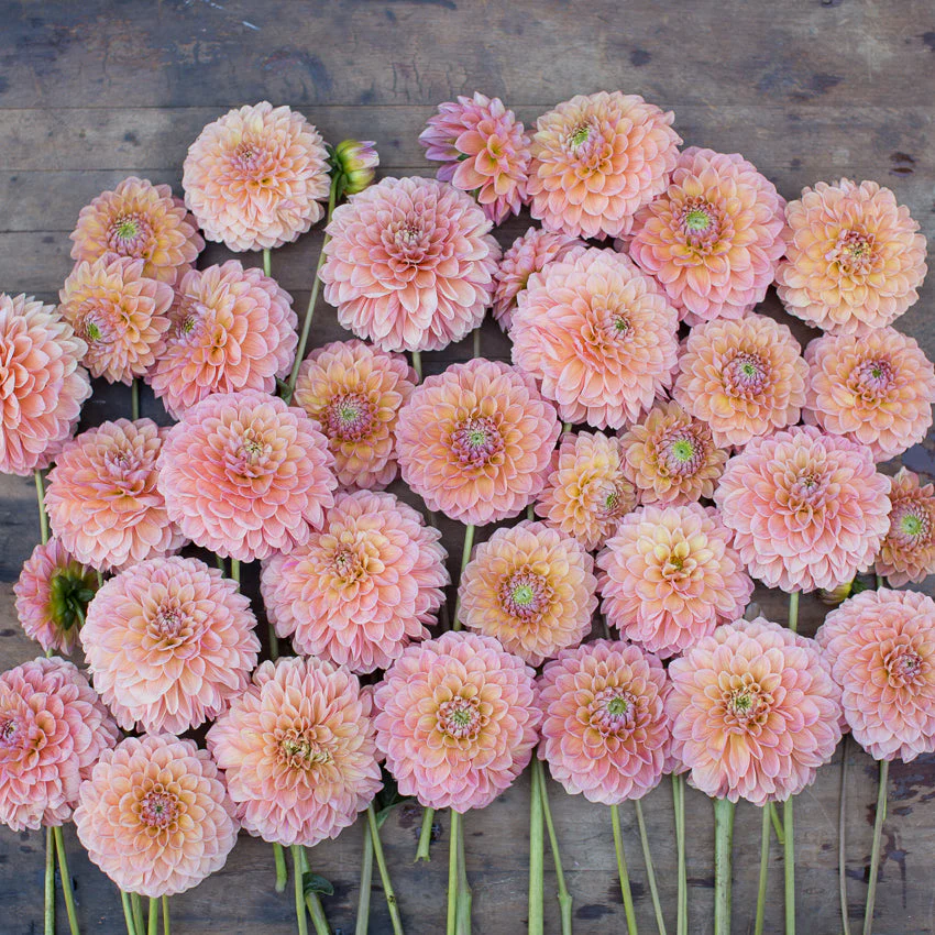Dahlia Jowey Nicky - Image 3