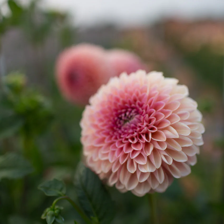 Dahlia Jowey Nicky - Image 4