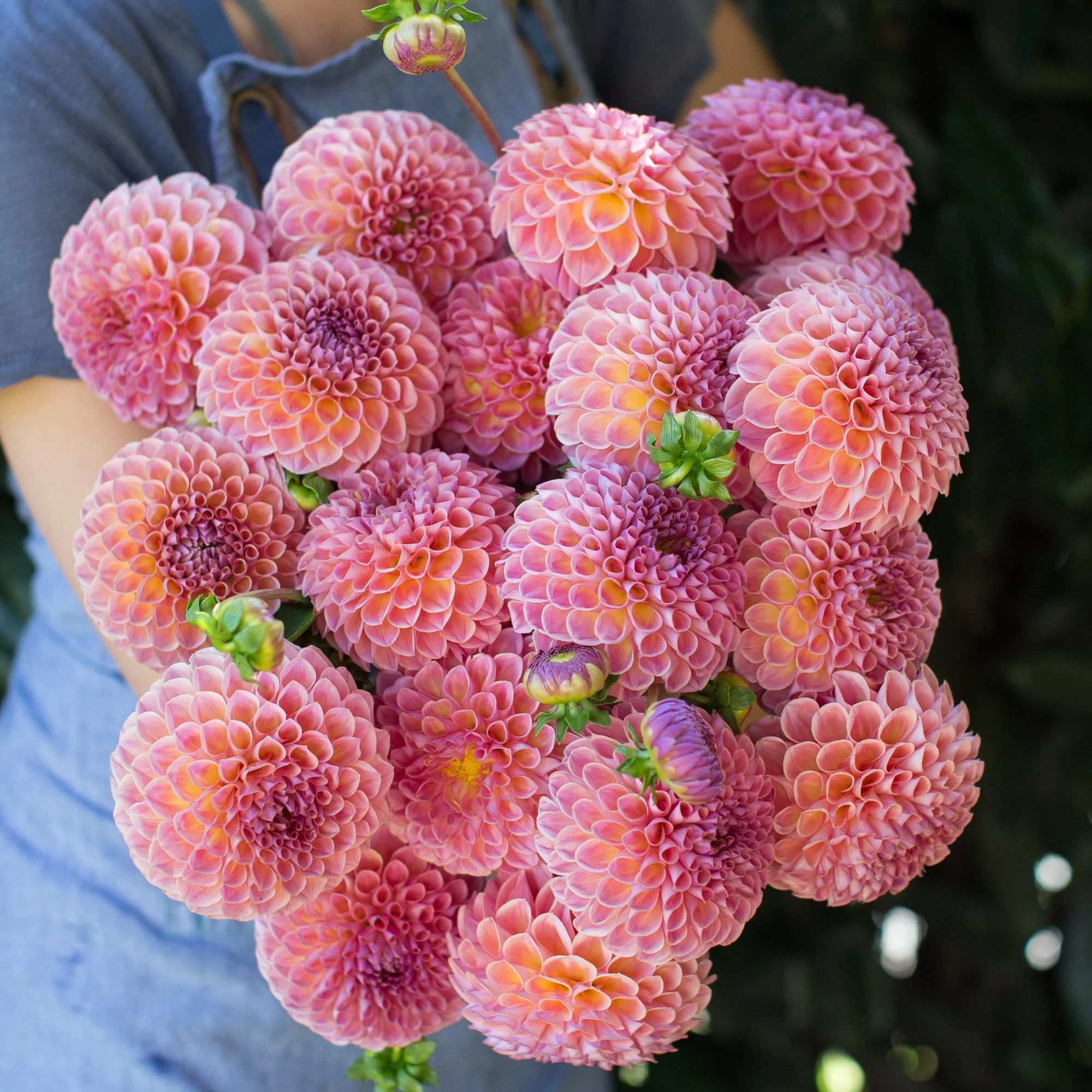 Dahlia Jowey Winnie