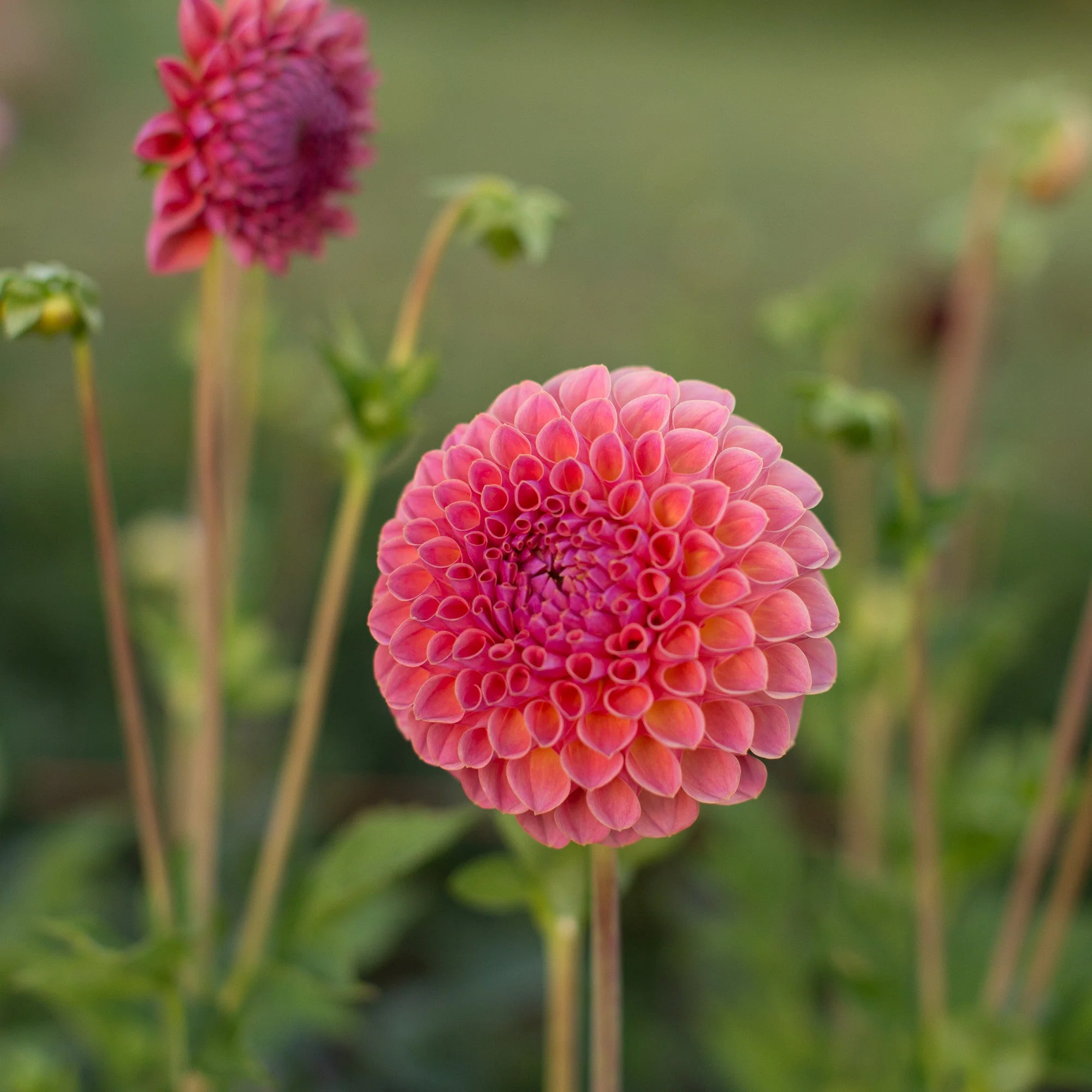 Dahlia Jowey Winnie - Image 2