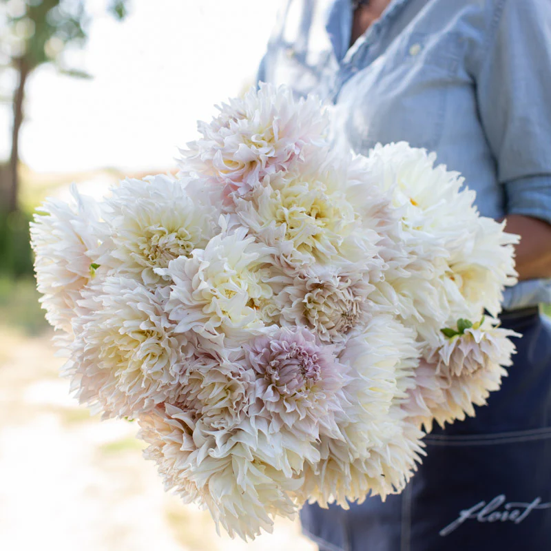Dahlia KA’s Cloud
