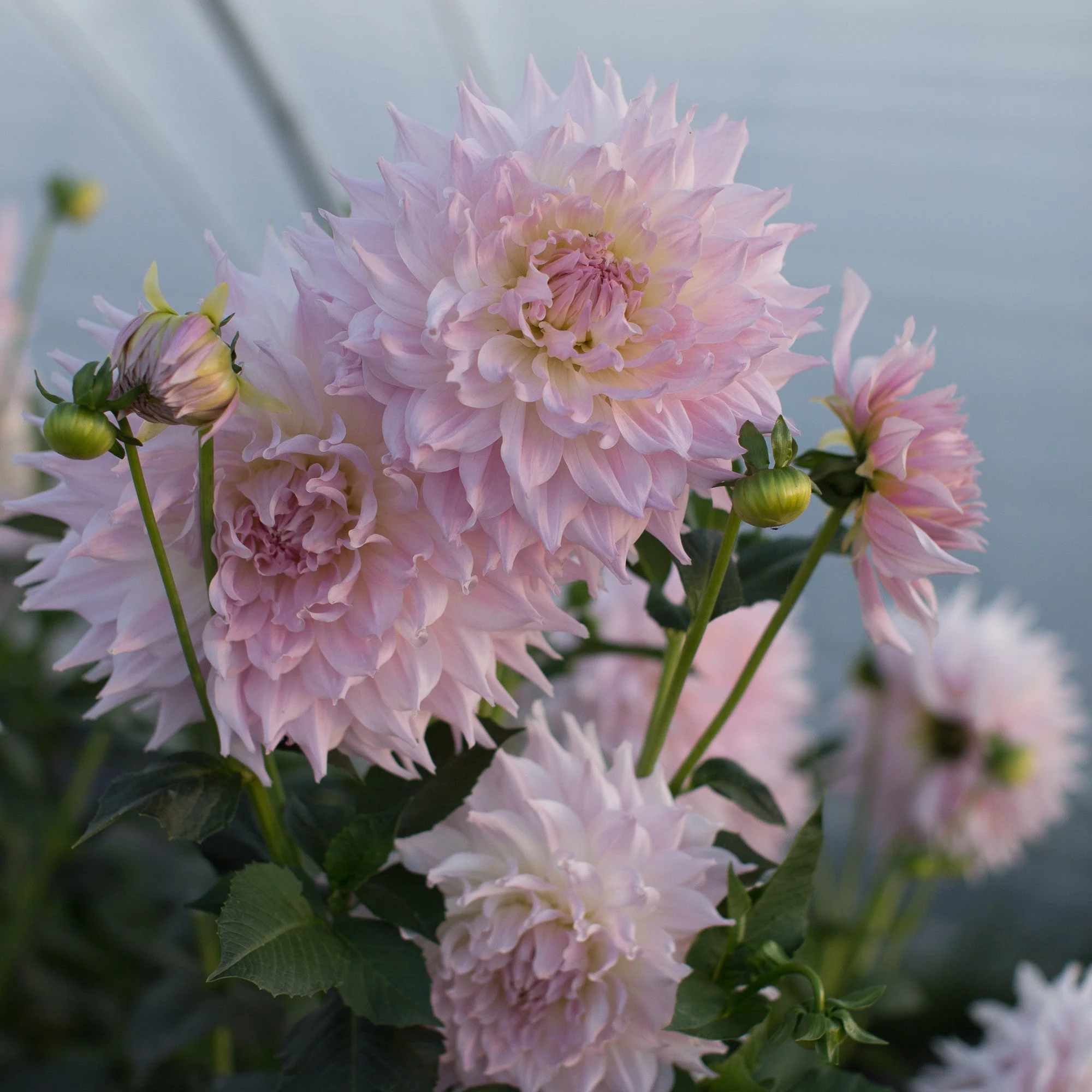 Dahlia KA’s Cloud - Image 2