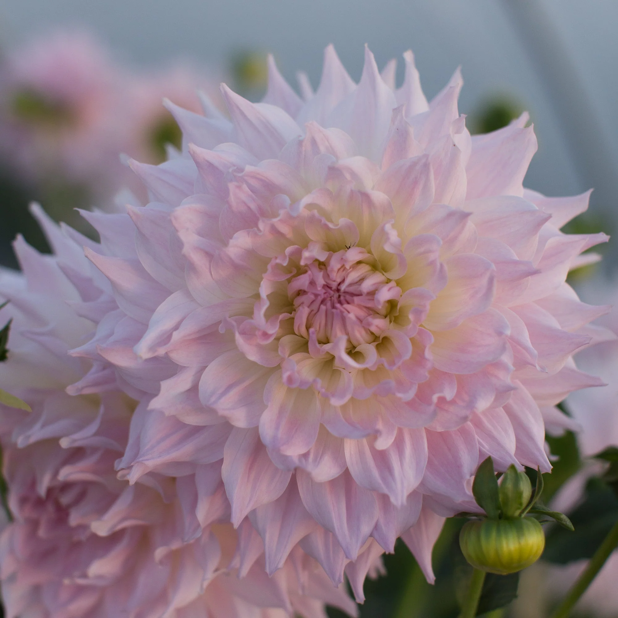 Dahlia KA’s Cloud - Image 3