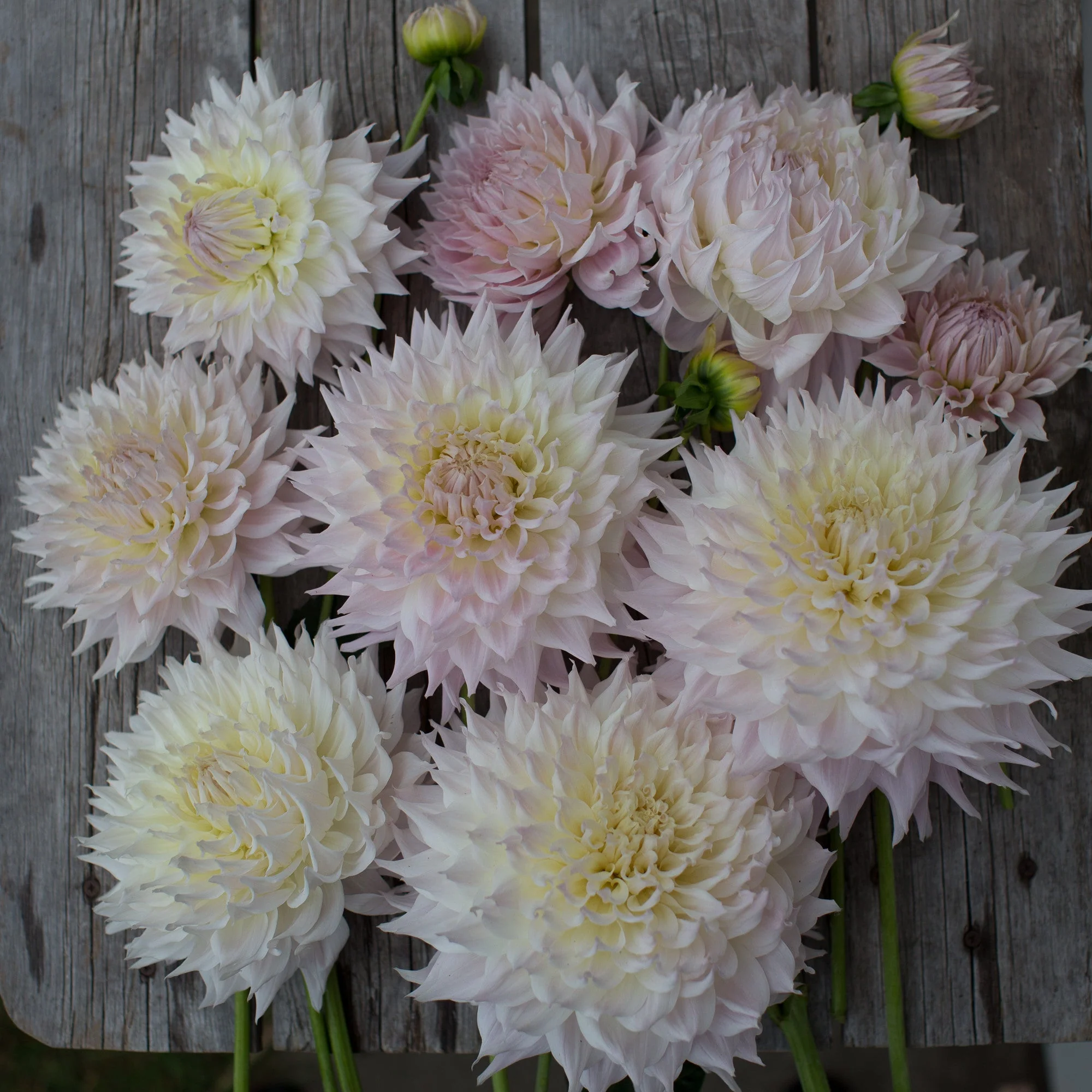 Dahlia KA’s Cloud - Image 4