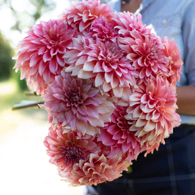 Dahlia Kenora Lisa