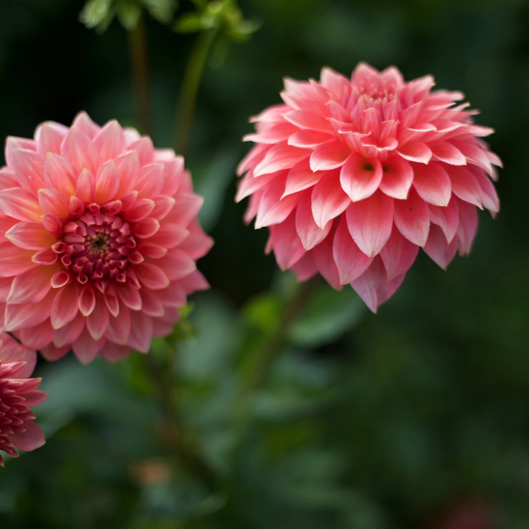 Dahlia Kenora Lisa - Image 2