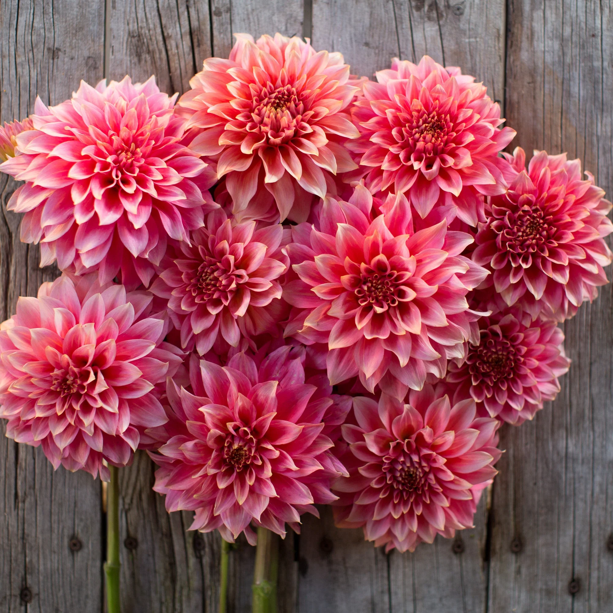 Dahlia Kenora Lisa - Image 3