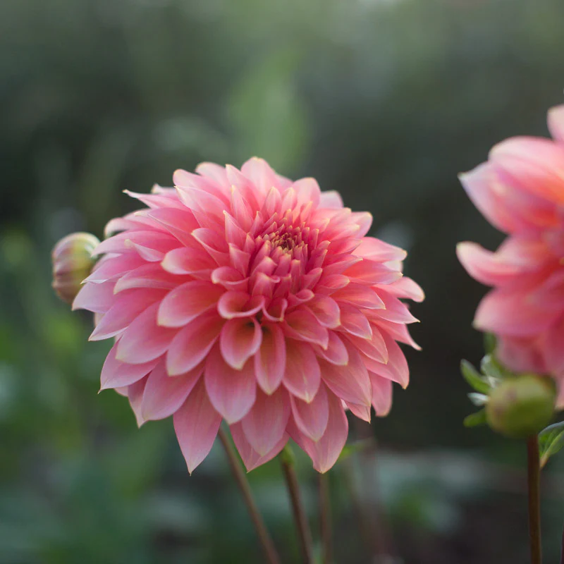 Dahlia Kenora Lisa - Image 4