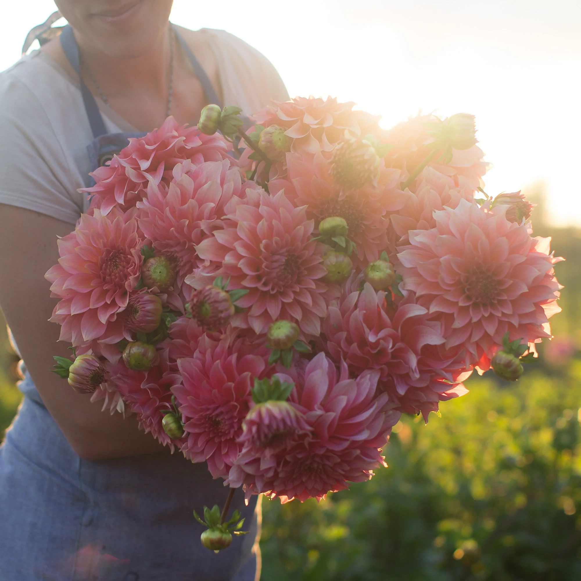 Dahlia Kenora Lisa - Image 5